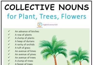 List of 50+ Collective Nouns for Plants and Trees