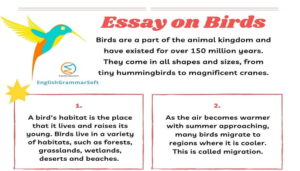 Essay on Birds (800 Words)
