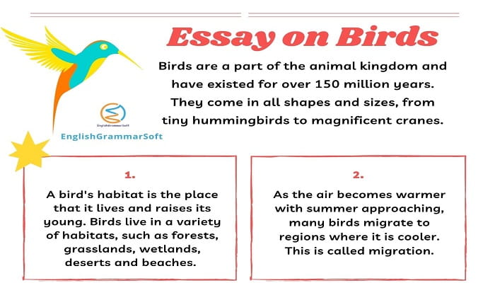 Essay on Birds (800 Words) - EnglishGrammarSoft