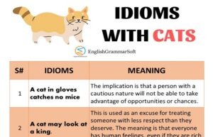 15 Interesting Idioms Related to Cats with Meanings